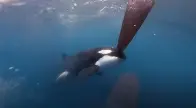 Orcas attack Dutch team in Ocean Race