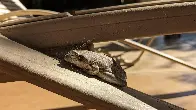 A spider used this hibernating frog to spin its web