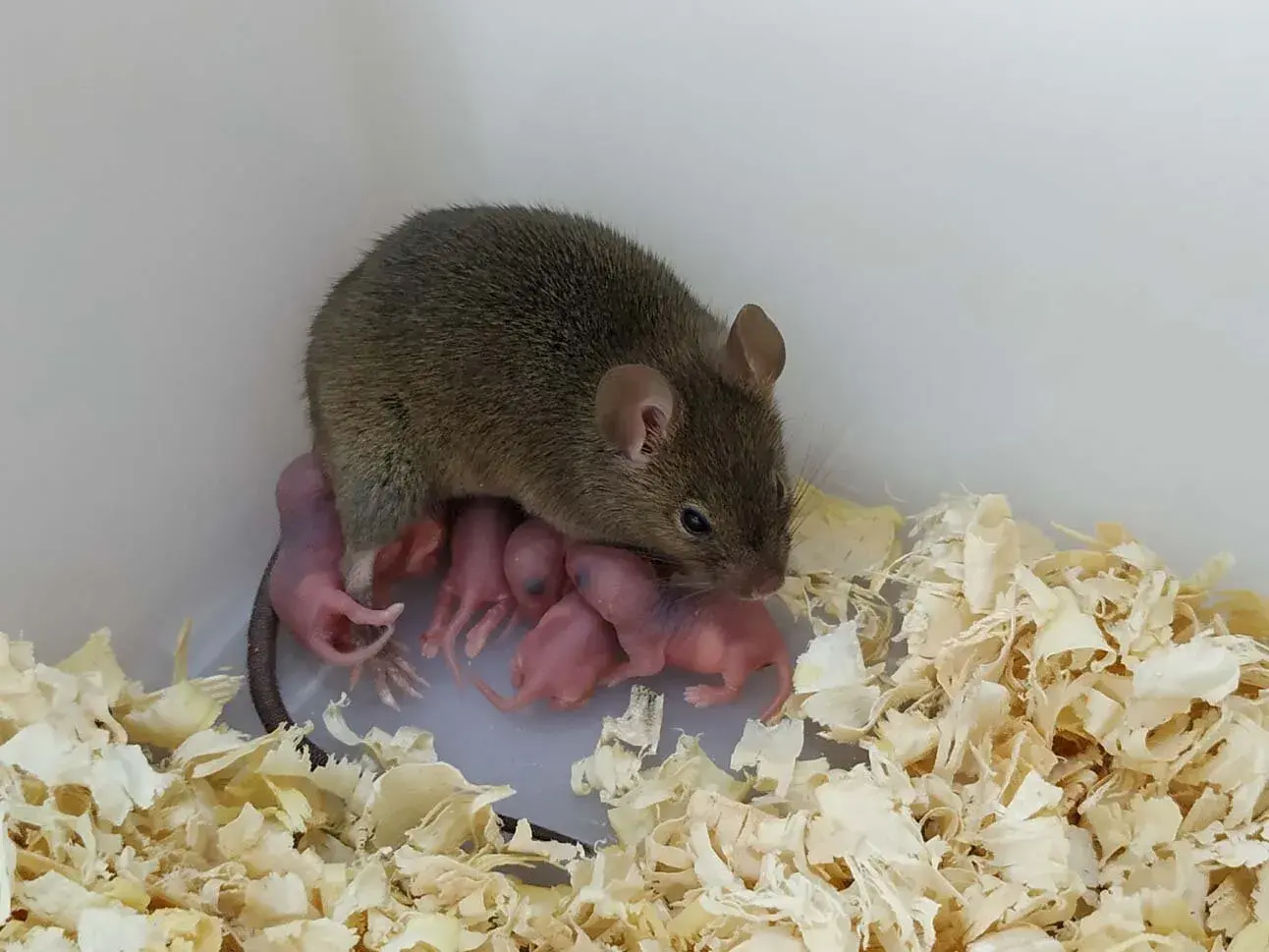 That is a mouse. That is a mouse