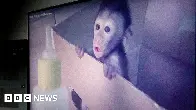 Global network of sadistic monkey torture exposed by BBC