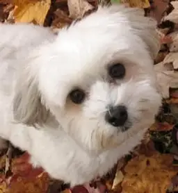 r/Havanese