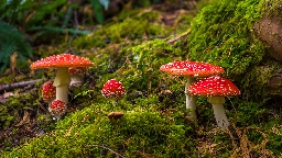 Three Reasons Fungi Are Not Plants | ASM.org