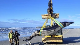 World’s rarest whale may have washed up on New Zealand beach, possibly shedding clues on species