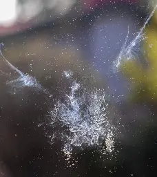 A pigeon imprint after it smacked against our kitchen window [OC]