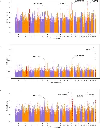 Positive selection in the genomes of two Papua New Guinean populations at distinct altitude levels - Nature Communications