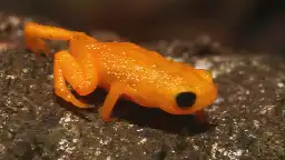 Glowing Pumpkin Toadlet Can't Hear Its Own Tiny Scream