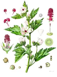 Althaea officinalis - Wikipedia